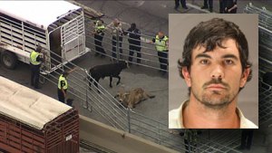20 Cows Killed, Euthanized After Crash