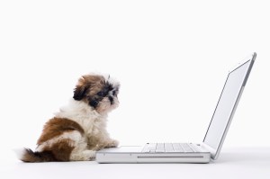 Shih Tzu puppy sitting in front of laptop