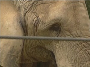 Jenny The Elephant, Dallas Zoo
