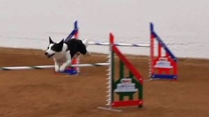 Dogs Compete for Agility Title