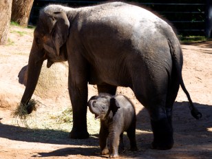 Dallas Zoo's $30 Million Savanna Exhibit on Schedule