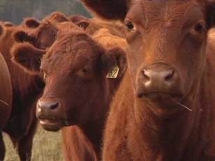 Locally Produced Food Offers Advantages