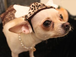 Growl-O-Ween Fashion 