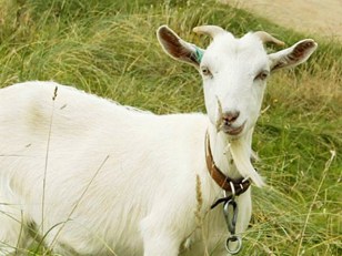 Slaughterhouse Plan Rejected in Ellis County