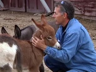Couple Offers Reward for Return of Stolen Donkey