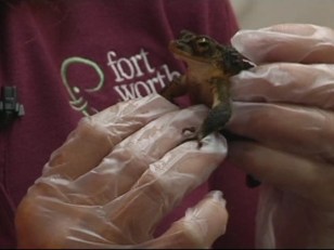 Fort Worth Zoo Lizards on the Move