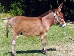 Hunt Is on for Stolen Donkey