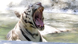 Video Shows Tiger Scratch, Drag Trainer at Fla. Fair