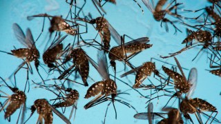 Mosquitoes Thrive in US, but Don't Blame Climate Change: Study