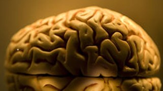 University of Texas: Missing Brains Were Destroyed