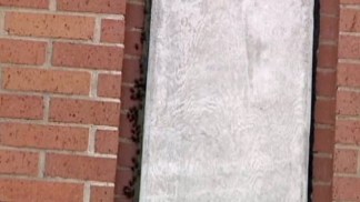 UNT Bees Need to Go