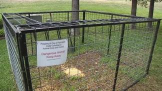 Feral Hog Trapping Successful in Fort Worth