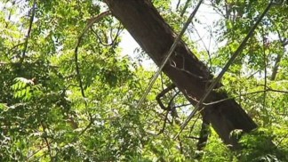 Tree Trimming Controversy of a New Kind