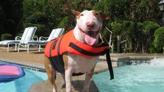 Dog Days of Summer - Gallery III