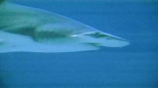 Fort Worth Boy Attacked By Shark