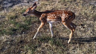 Fawn Raised by Goats