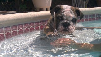 Dog Days of Summer 2011 - Gallery IV