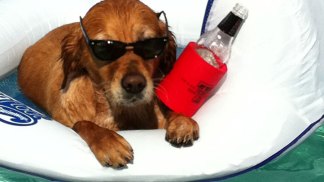 Dog Days of Summer 2011 - Gallery V