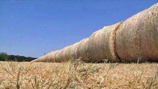 Heat Causes Severe Hay Shortage