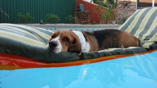 Dog Days of Summer 2011 - Gallery VII