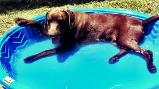 Dog Days of Summer 2011 - Gallery VIII