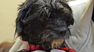 Small Breed Dogs Seized in Aubrey