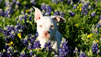 Bluebonnets in Bloom - Gallery II