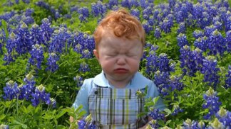 Bluebonnets in Bloom - Gallery III