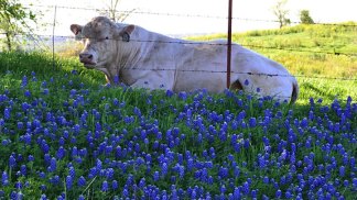 Bluebonnets in Bloom