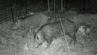 Cameras Capture Feral Hogs