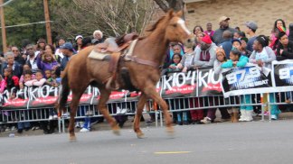 Horse Briefly Runs Riderless in MLK Parade