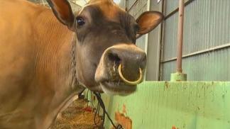 Keeping Stock Show Animals Healthy