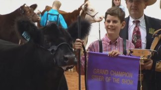 Lunchbox Named Grand Champion Steer