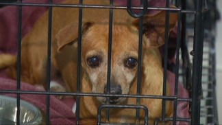Puppy Mill Bill Causes Controversy