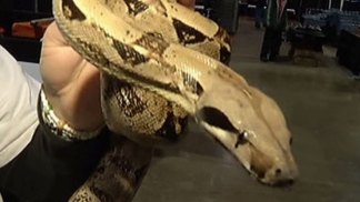 Snakes Alive! Traveling Reptile Conference Hits Arlington
