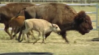 Rare White Buffalo Calf Killed