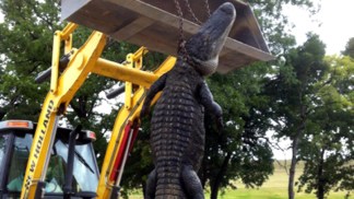 911 Call: "Oh My God, It's a Huge Alligator"