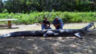 Texas Fish and Wildlife Investigating Gator Hunt