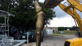 Men Say They Killed Gator in Self-Defense