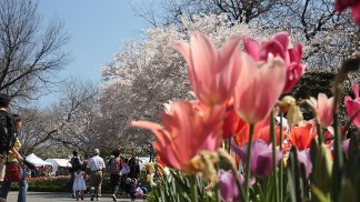Dallas Blooms at the Arboretum