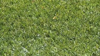 Artificial Lawns a Welcome Alternative
