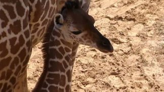 Dallas Zoo Babies