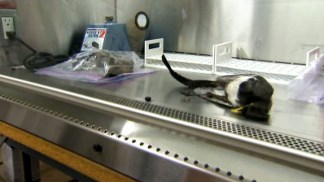 Dallas Revisits West Nile Virus Attack Plan