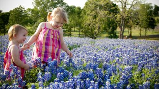 Bluebonnets 2011
