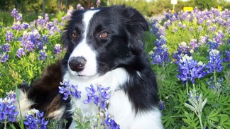 Bluebonnets in Bloom - Gallery IX