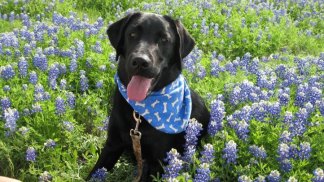 Bluebonnets in Bloom - Gallery X