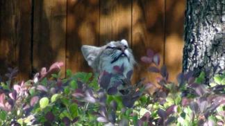 Bobcat Family Roams Lantana