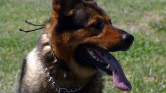 Four-Legged Foe to Felons