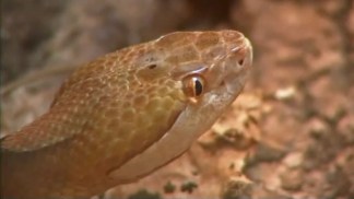 Homeowners Warned About Snakebites