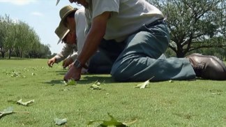 Lakewood Country Club Greens Damaged